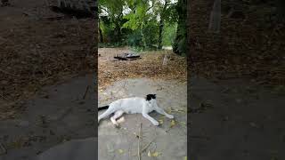 The cat is asking for his breakfast animals asmr cutecat shortvideo trendingshorts foryou cat [upl. by Fattal]