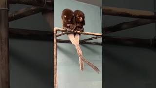 Natures wonder  Titi Monkeys The Adorable TailTwining Bond of Love animalstories cuteanimals [upl. by Noira]