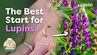 How to Sow Lupins 4 Methods for Best Results  Potting On Once Germinated [upl. by Eelatan774]