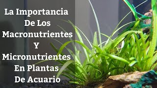 🔵 La Importancia De Los Macronutrientes Y Micronutrientes En Las Plantas De Acuario Acuarios MB [upl. by Karilynn]