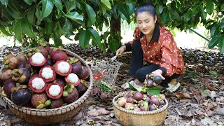 Harvest Mangosteen from grandmother back yard  Yummy mangosteen  Cooking with Sreypov [upl. by Neenaej]