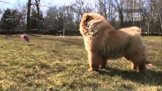 Dogs 101 Chow Chow [upl. by Mmada198]