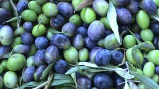 Dalle OLIVE lOLIO extravergine Agricurait [upl. by Oyr390]