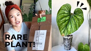 Rare Plant Haul Dazzling Philodendron Mamei x Plowmanii Plant Unboxing  Repotting  Ebay [upl. by Lorrayne]