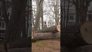 CleanUp Shots of dead Ash Trees [upl. by Ttimme799]