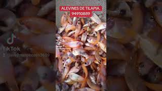 Alevines de Tilapia [upl. by Montford402]