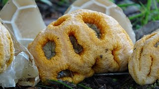 Clathrus ruber  Red Cage or Lattice Fungus  Clathre rouge [upl. by Samohtnhoj]