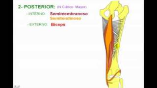 Miologia de Miembro Inferior 6 Diagnostico X [upl. by Aihsiek]