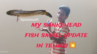 my💫 striata💥 sankehead fish small update in telugu please subscribe mm a to z vlogs formorevideos [upl. by Ertsevlis634]