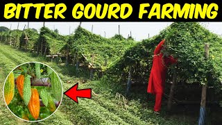 Bitter Gourd Farming  Indigenous Bitter Gourd Cultivation Technology [upl. by Annmarie]