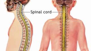 The Human Nervous System Part 1 [upl. by Akiehsal]