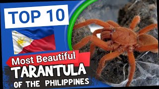 10 MOST Beautiful Tarantula of the Philippines [upl. by Anirbus]