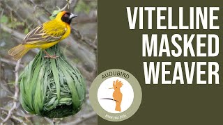 Vitelline MaskedWeaver africanbirds birds birding [upl. by Hillman923]