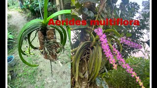 How to mount Aerides multiflora [upl. by Schargel162]