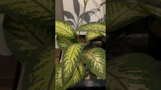 Indoor plants decoration ideas 🪴plants indoorplants homegarden indoorplantlover gardening [upl. by Cailean]