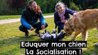 Eduquer mon chien  La Socialisation  🐶 [upl. by Eelyk]