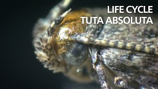 Life cycle of Tuta absoluta tomato leaf mining moth [upl. by Sidnarb]