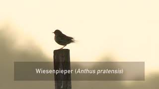 Vogelporträt Der Wiesenpieper in der Rhön [upl. by Leinehtan531]