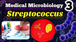 Streptococcus شرح بالعربي Morphology Classification and identification [upl. by Skill]