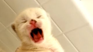 Newborn kitten yells because of constipation [upl. by Manon324]