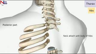 Thorax in Hindi  The Skeletal System  Nursing Lecture [upl. by Limoli]