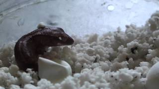 Baby Crested Gecko Hatching Out of Its Egg HD [upl. by Torosian]