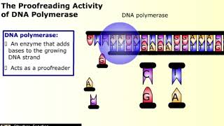 Causes of Mutation [upl. by Caton]