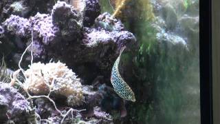 Leopard wrasse Macropharyngodon meleagris special beautiful [upl. by Calesta]