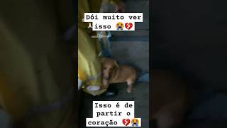 Cachorrinho implorando ajuda pro bombeiro no RS 😭💔 [upl. by Micro]