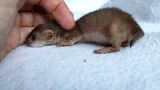 Orphaned baby stoat about 5 wks old  3rd vid [upl. by Zales]