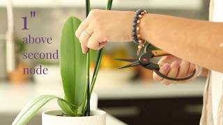 How do I care for my orchids after blooming ends [upl. by Acirdna]