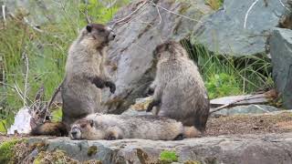 MARMOT EPIC FIGHT AND DANCEHow a marmot dance during a fight [upl. by Guttery175]