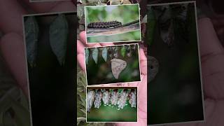 பைக்குள்ள வண்ணத்துபூச்சி🤔 Bagworm caterpillar  abithaakk butterfly shortsfeed shorts [upl. by Malina988]