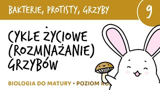 Cykle życiowe rozmnażanie grzybów  Bakterie grzyby protisty 9  matura z biologii liceum [upl. by Candida550]