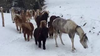 Pferdehof Birkenweiler im Winter [upl. by Eimrots]