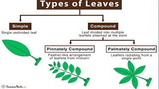 Types of Leaves  Simple and Compound  Pinnately and Palmately Compound [upl. by Gnourt]