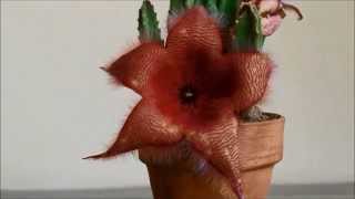 Stapelia time lapse [upl. by Ecirtnom]