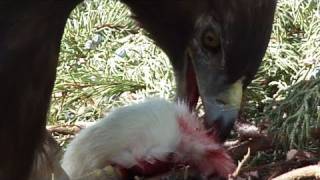 Eagle chows down on rat graphic [upl. by Vinaya]