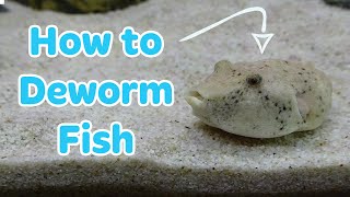 HOW TO DEWORM FISH  TREATMENT FOR PARASITES [upl. by Neelram]