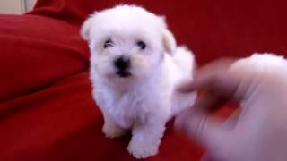 2 Bichon Maltais Font Les Fous [upl. by Cleaves]