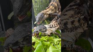 Juvenile Pied pectinata males spinytailiguana reptiles peacockbash pectinata ctenosaura [upl. by Enram]