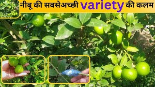 nimbu ka sabse acchi variety grafting lemon apnastylegardening [upl. by Cybil]