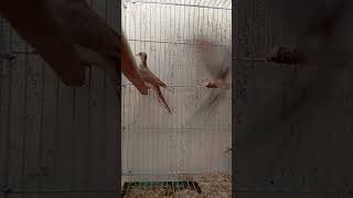 Paid dove pathy foryou shorts share birds viralvideo [upl. by Ellennad583]