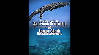 American Crocodile vs Lemon Shark shorts [upl. by Ajet]