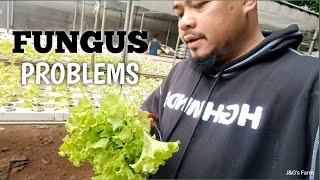 FUNGUS in Lettuce without Pesticide and Fungicide [upl. by Romina242]