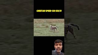 Chita 🐯😱ka Raftar 🐯120 kilo Prati Ghanta🐯💪😱🚨video 🎥viralvideo superbeautiful video viralvideo [upl. by Niltiak]