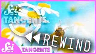 Rewind Ep 16  Bees  SciShow Tangents Podcast [upl. by Kajdan305]