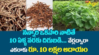 Nannari Plants  నన్నారి ఒకసారి నాటితే 10 ఏళ్ళ వరకు దిగుబడి ఎకరాకు రూ 10లక్షల ఆదాయం Tone Agri [upl. by Sorrows810]