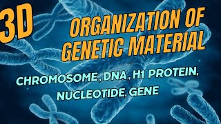 The Blueprint of Life Organization of Genetic Material [upl. by Hertz]