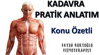 KADAVRA  pektoralomuzsırt  KAS ANATOMİ si PRATİK KONU ANLATIM VİDEO su 1 [upl. by Lupe]